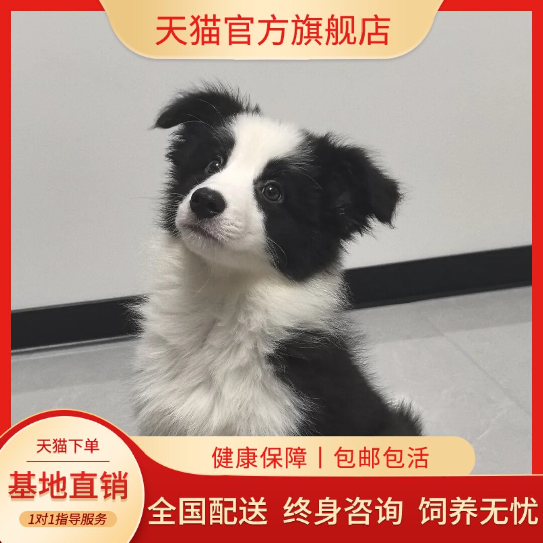 三通七白边牧高智商活宠物狗