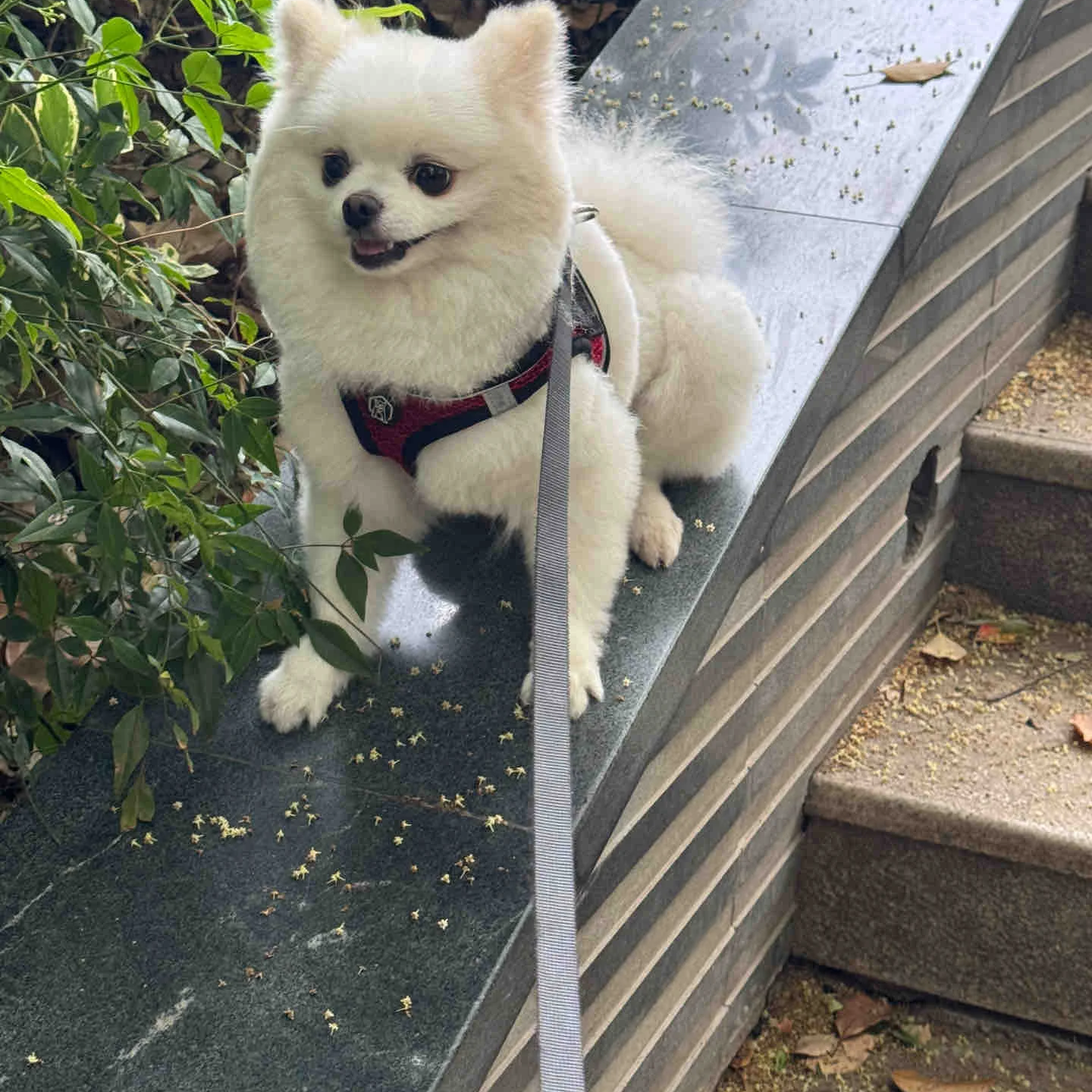 便宜白色迷你犬黄超小超萌爱飞低