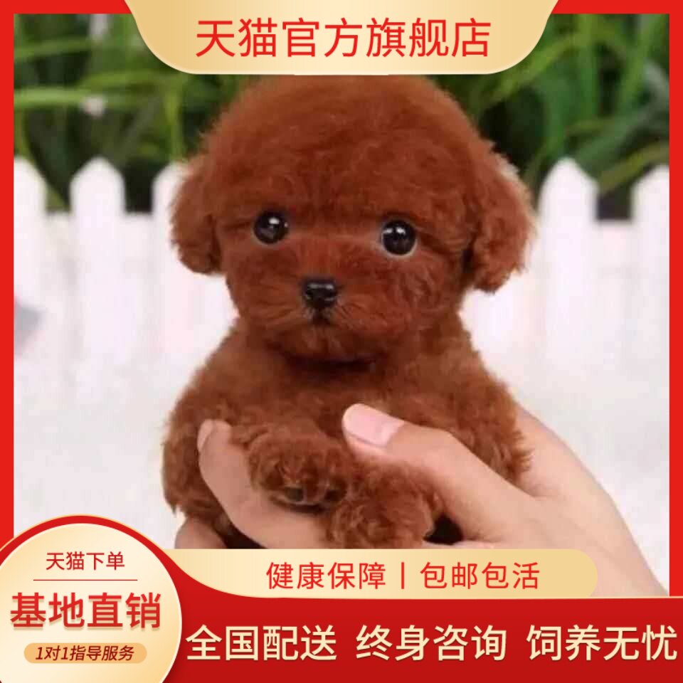 物陪伴聪明长不大宠物小型犬狗狗