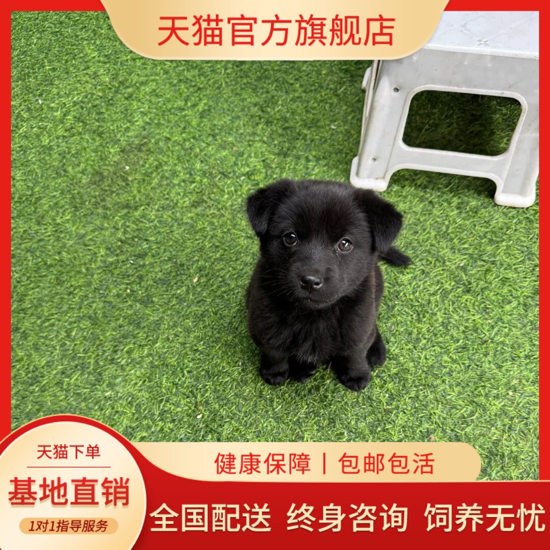 纯种五黑犬幼犬中华田园犬赶山狩猎看家护院小狗狗大骨架虎头家养