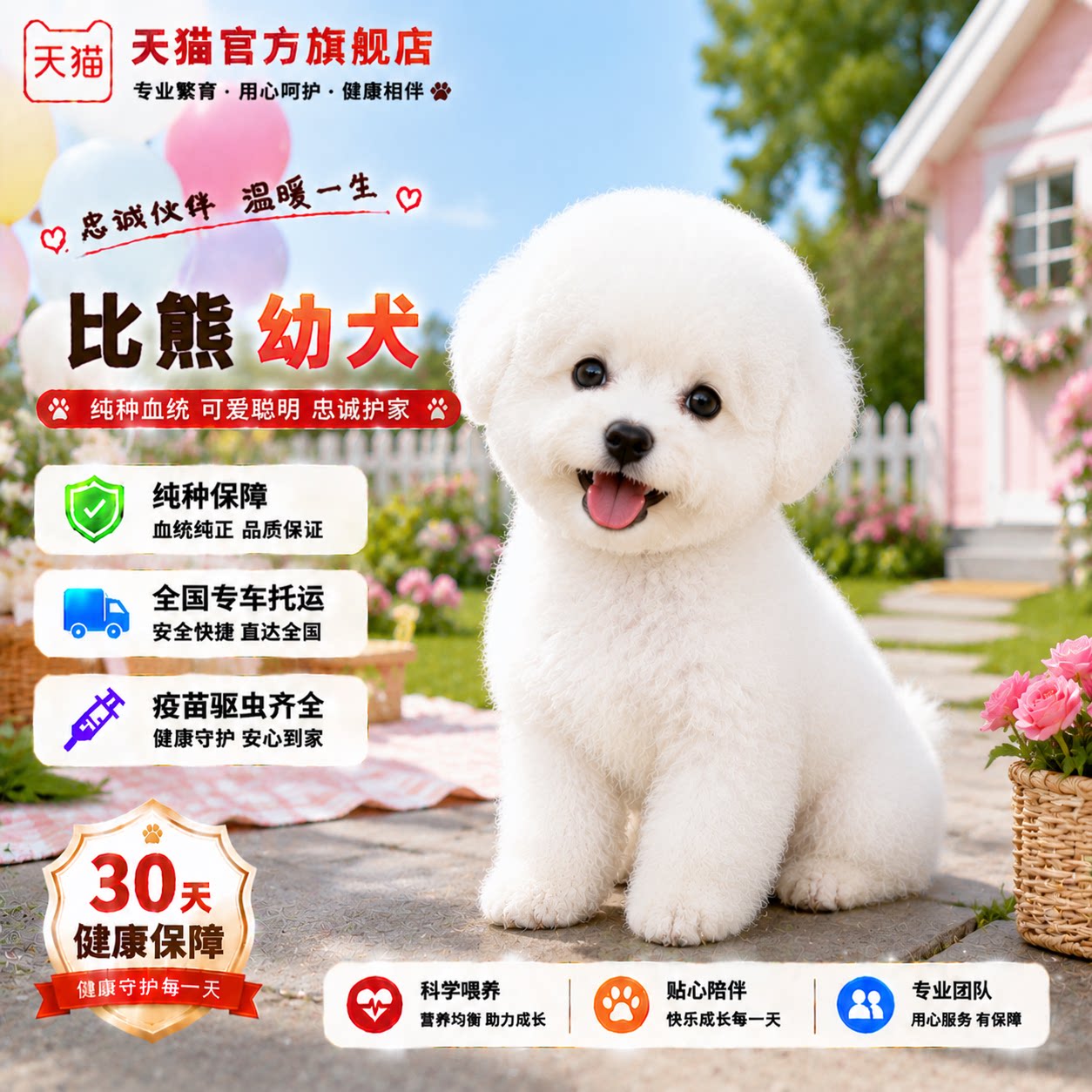 精品球形白比崽犬长不大狗寻活北