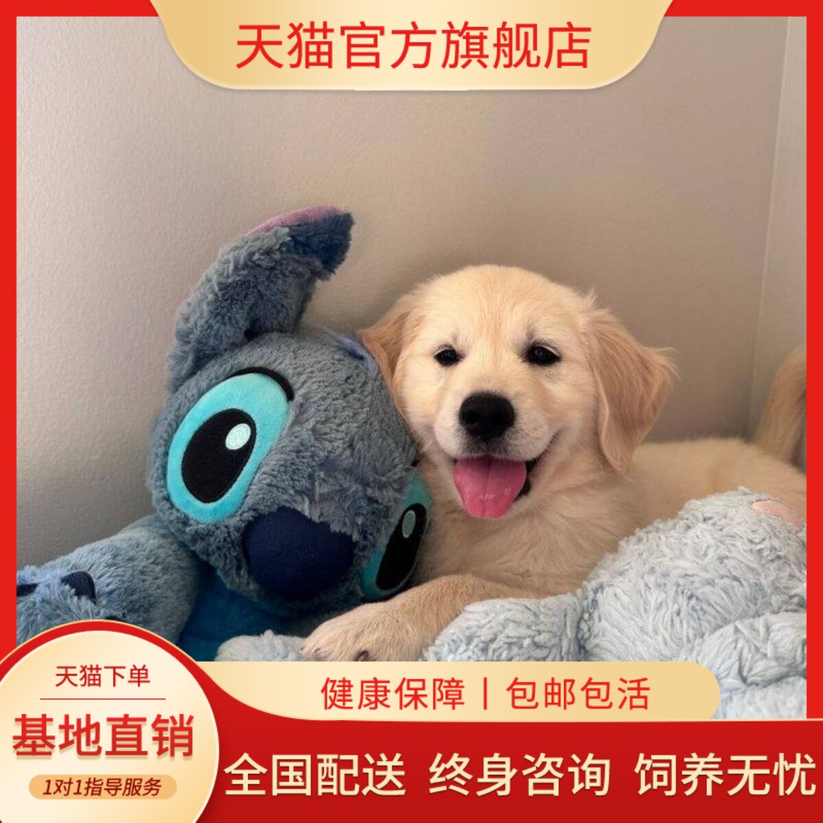家家养枫叶红小真狗可爱狗狗小狗