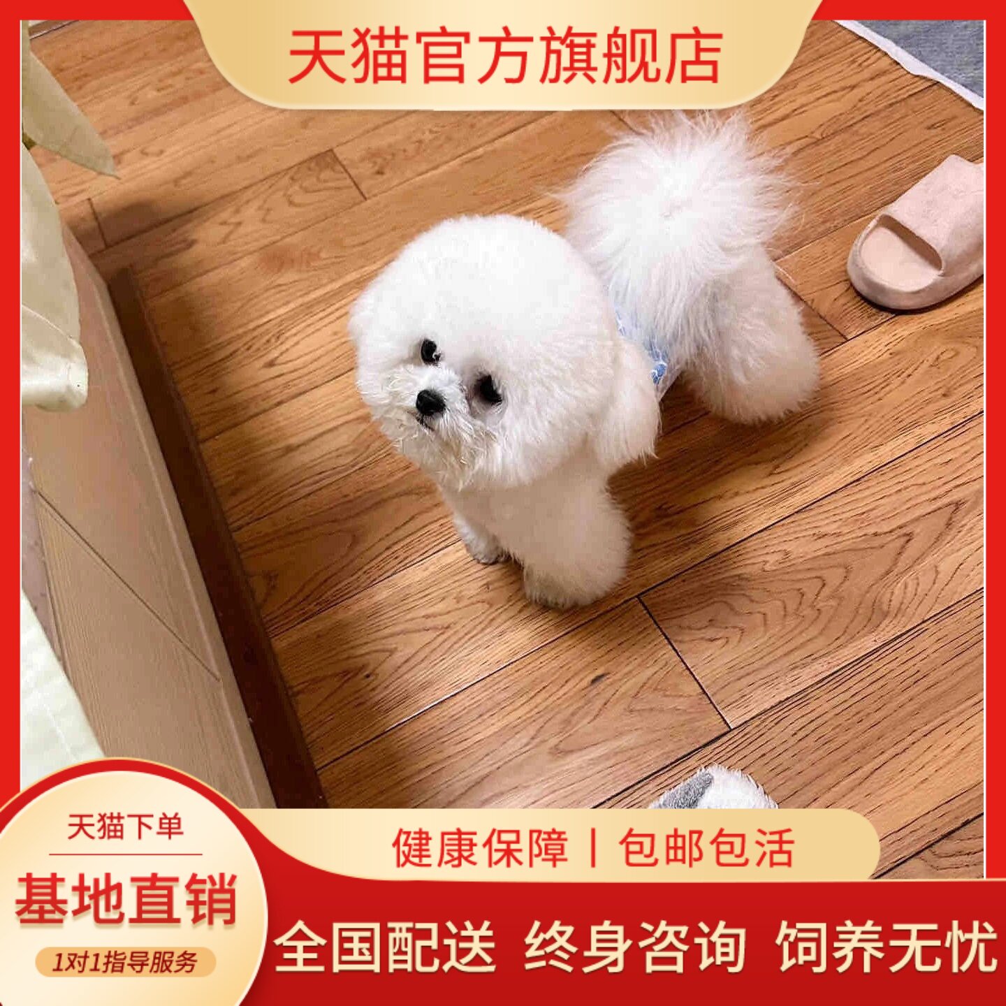 纯种比熊萌宠狗陪伴活泼韩系飞耳小短腿卷毛米奇小型犬幼崽小狗