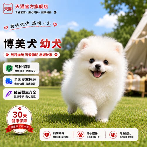 黄白长不大活体球形超小白色超萌