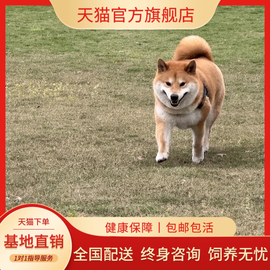 宠物狗狗活体小型犬秋田犬狗狗