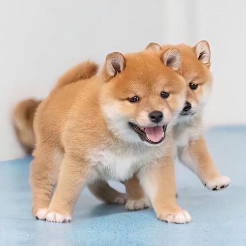 柴犬纯种幼犬狗狗狗崽豆可爱宠物小狗犬日本家养单血统长不大正宗