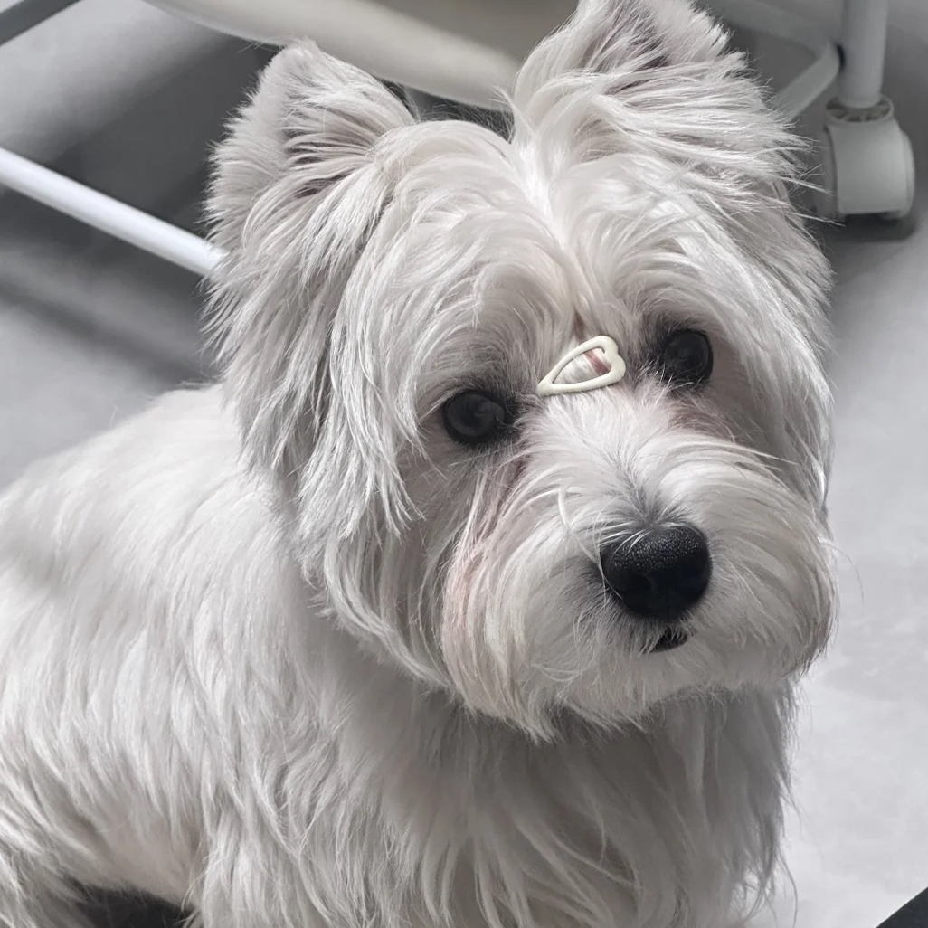 西高地犬小型犬家养宠物狗狗