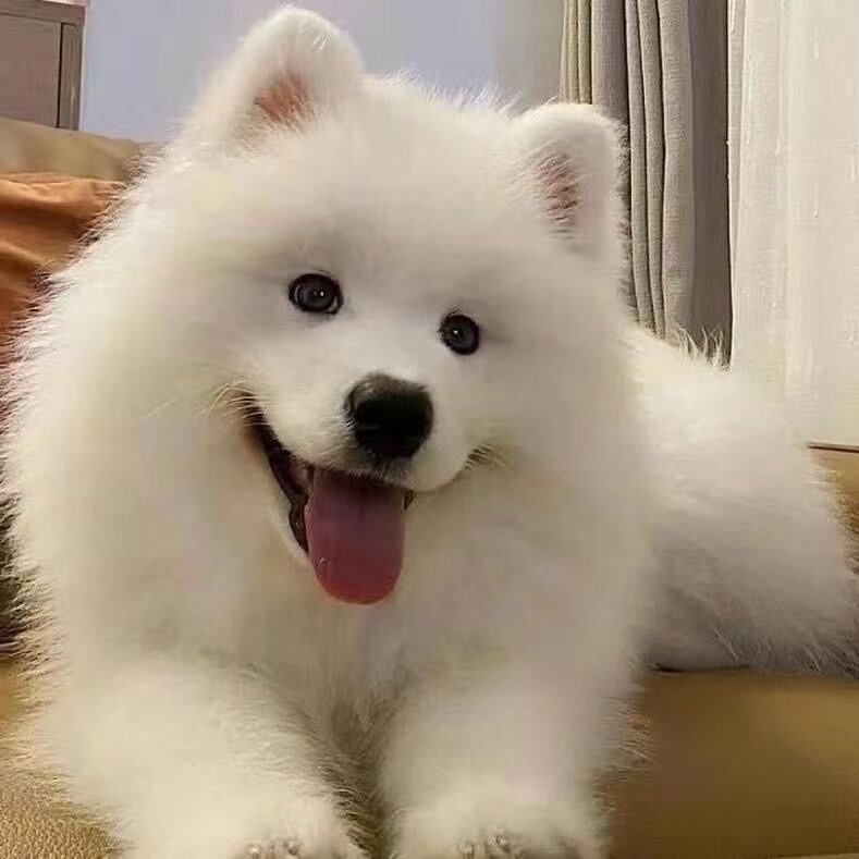 可爱大骨架聪明陪伴犬便宜活物