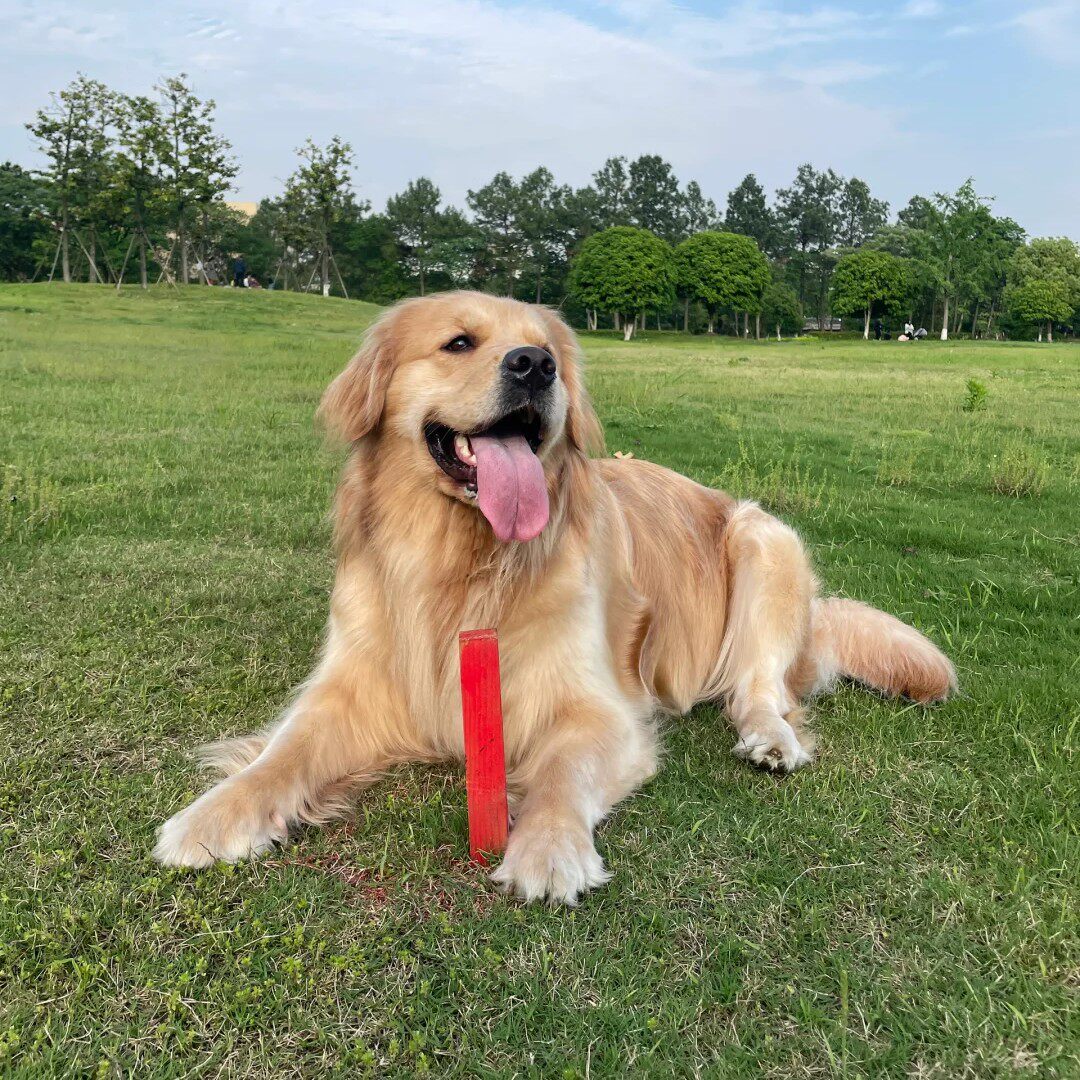 金毛纯种幼犬沙滩金听话高智商陪伴猎犬聪明温顺导盲犬犬大型犬狗