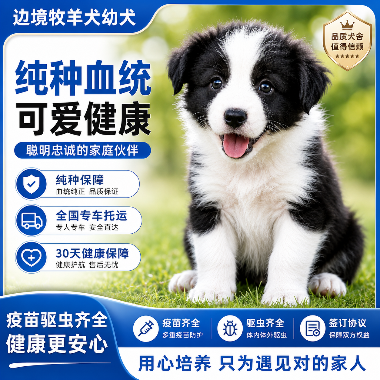 边牧纯种幼犬活泼幼崽温顺幼宠高智商健康狗活物黑白色活体好养狗