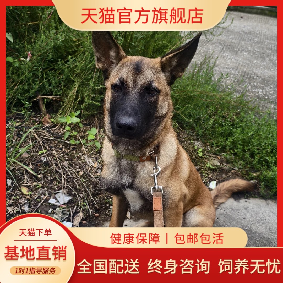 纯种爆红马犬3个月训练好有素犬