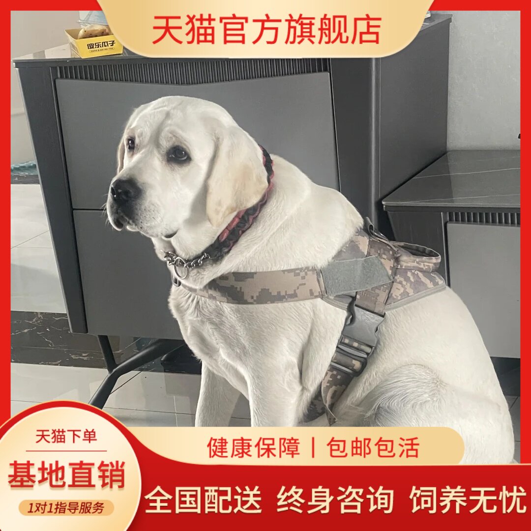 大型犬聪明好养短毛白色家养