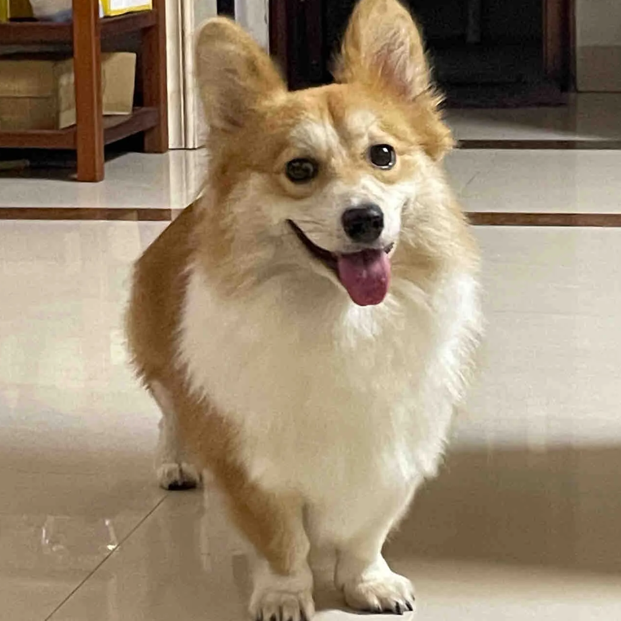 柯基犬活体小型犬家养宠物狗狗