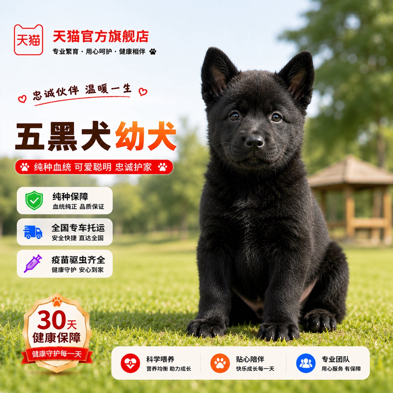 纯种五黑犬幼犬听话广西土猎犬