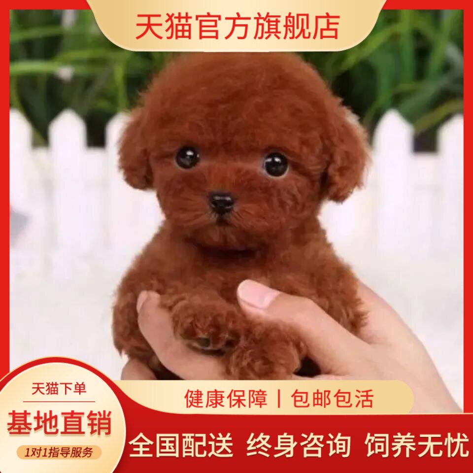 泰迪纯种幼犬便宜小体型宠物狗贵宾犬幼崽聪明网红黑色家庭犬精品