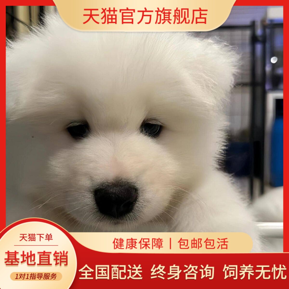 萨摩耶纯种幼犬纯白活物大骨架聪明狗幼宠粘人陪伴犬治愈网红便宜