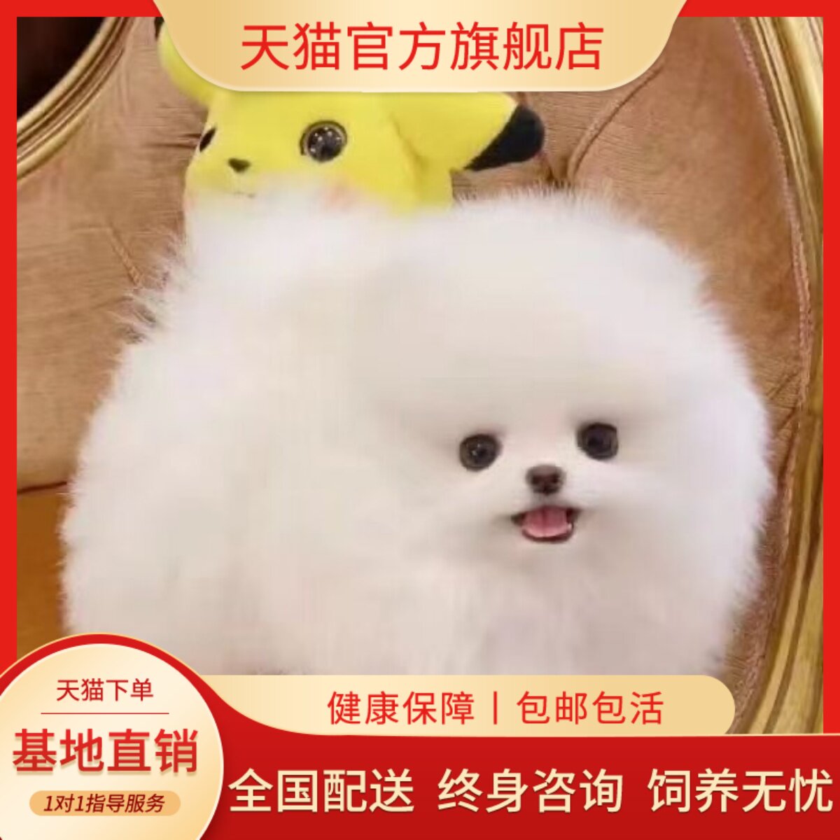 迷你便宜宠物狗白超萌狗活物狗