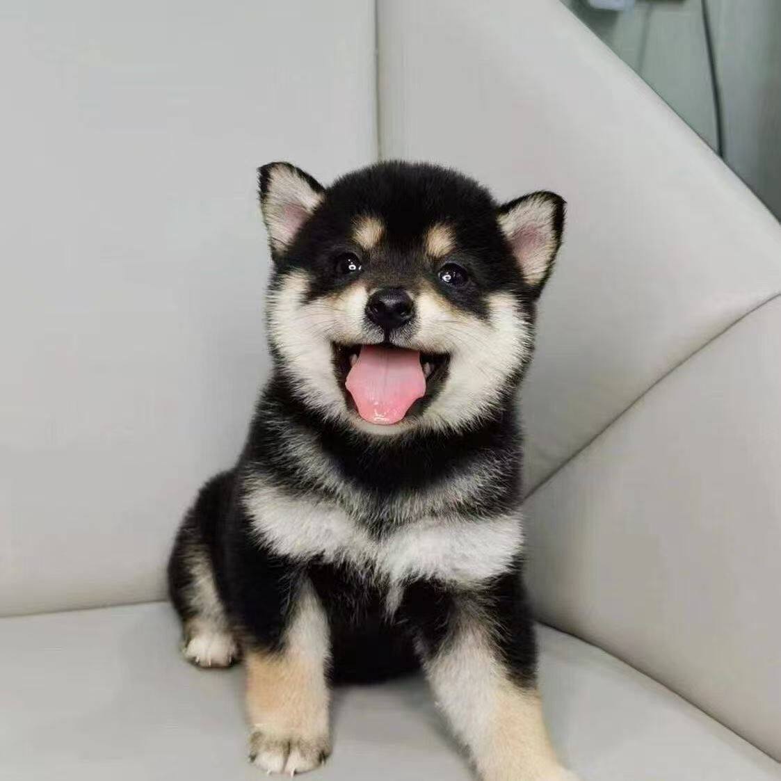 狗崽豆柴小豆超萌短毛狗宠物犬狗