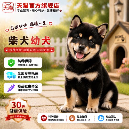 家养赤柴便宜看家黑柴狗狗小活泼