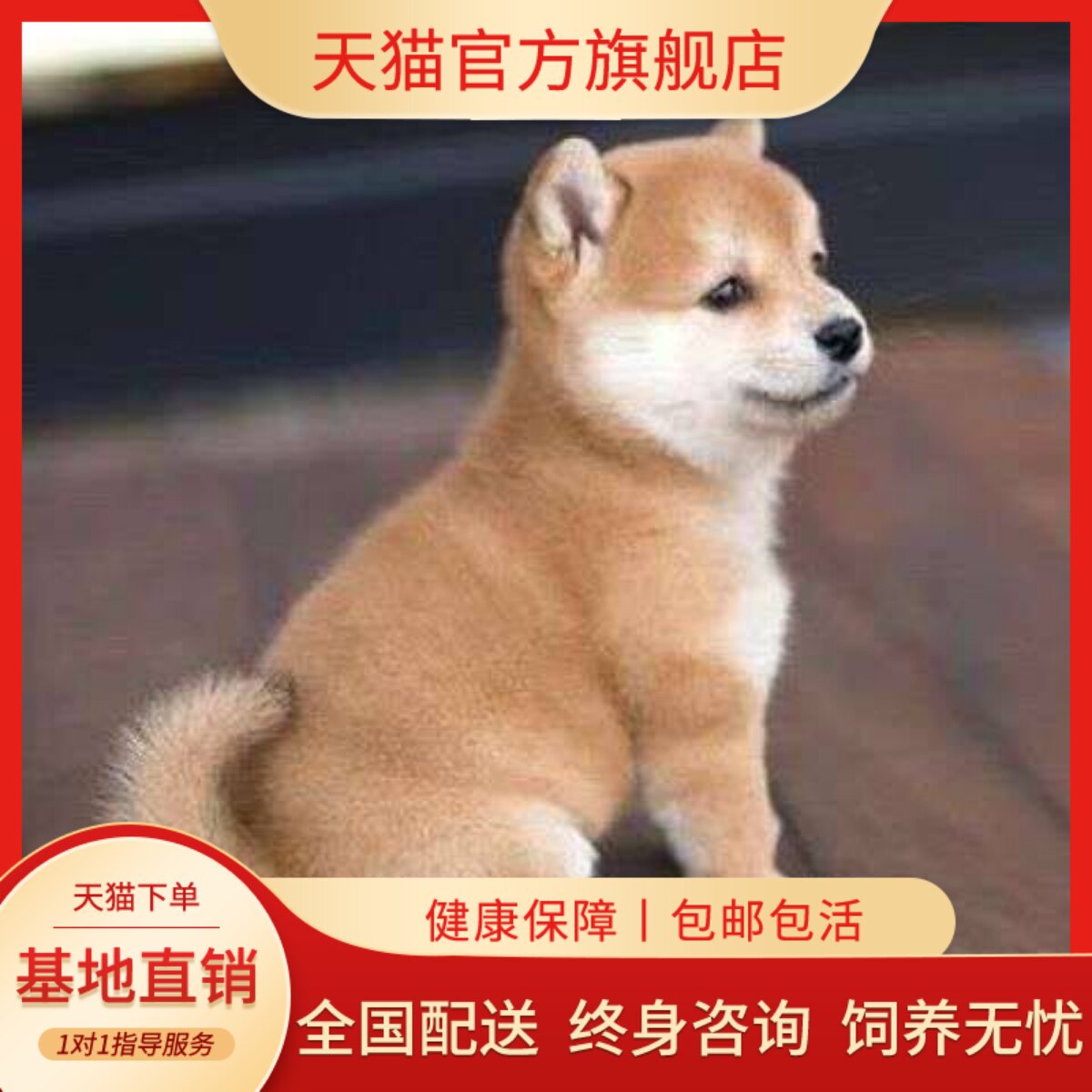 黑柴看家黄色狗活物帅气超萌