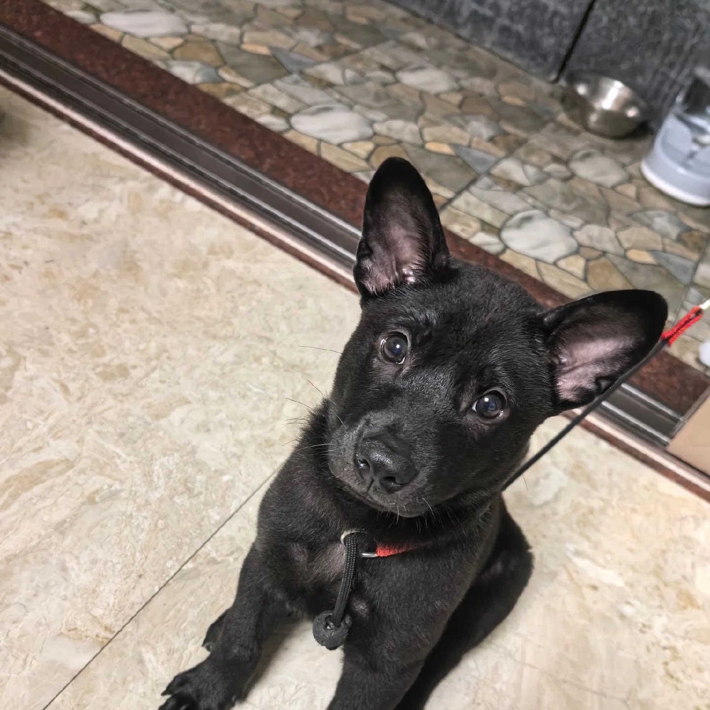 全黑赶山犬霸气忠诚广西土猎犬