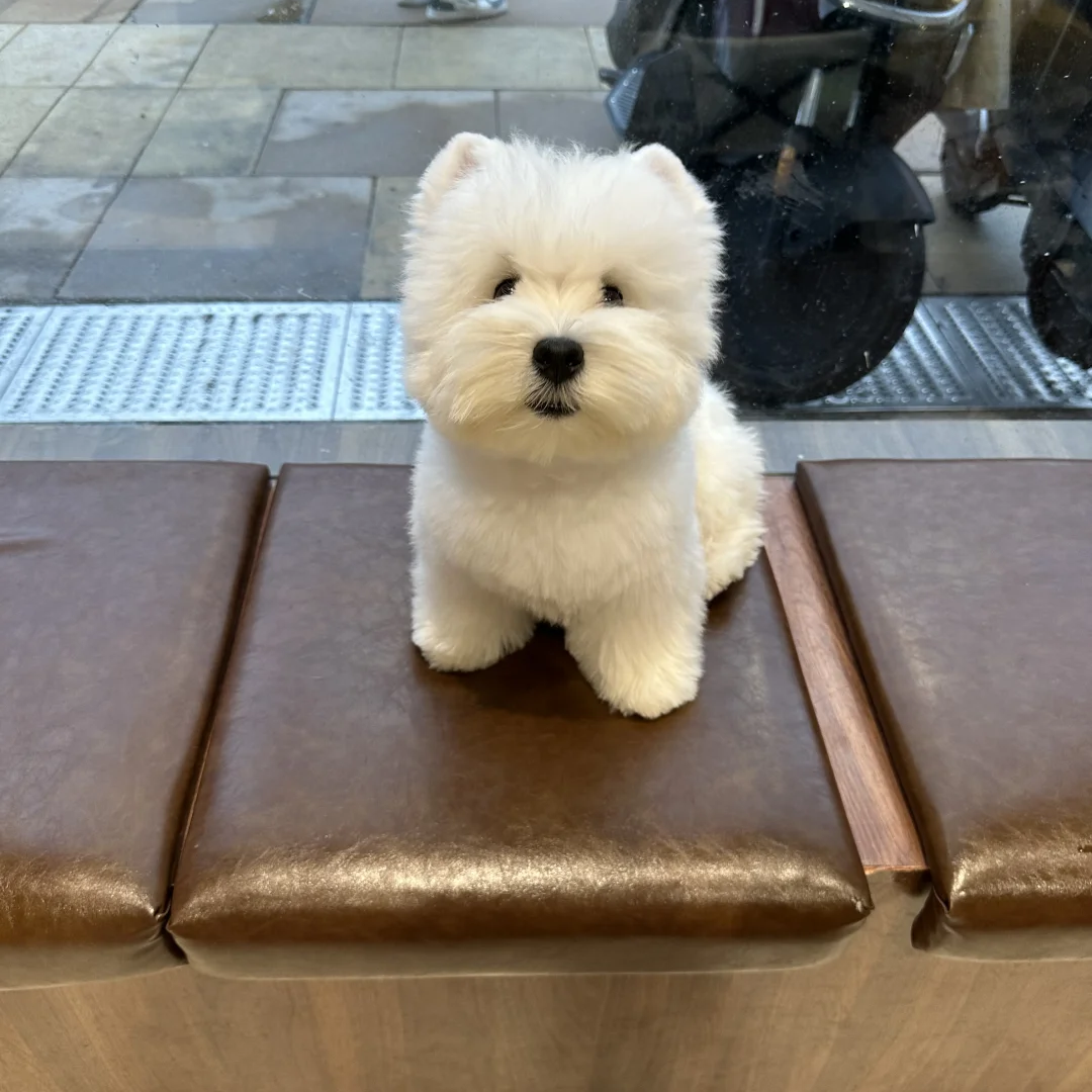 西高地家养不掉毛宠物狗西高地犬