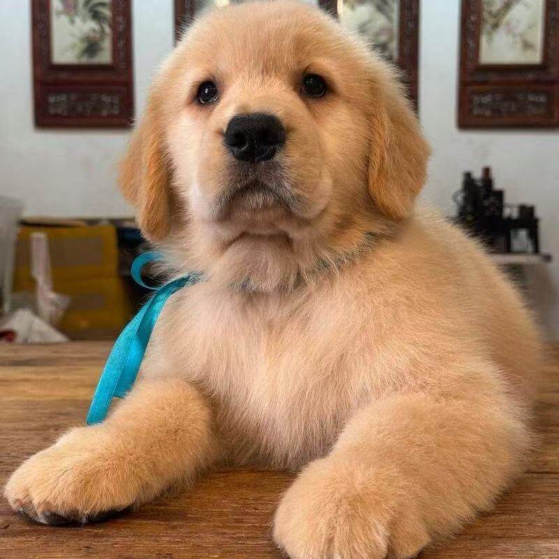 大型活体可爱枫叶红聪明健康猎犬