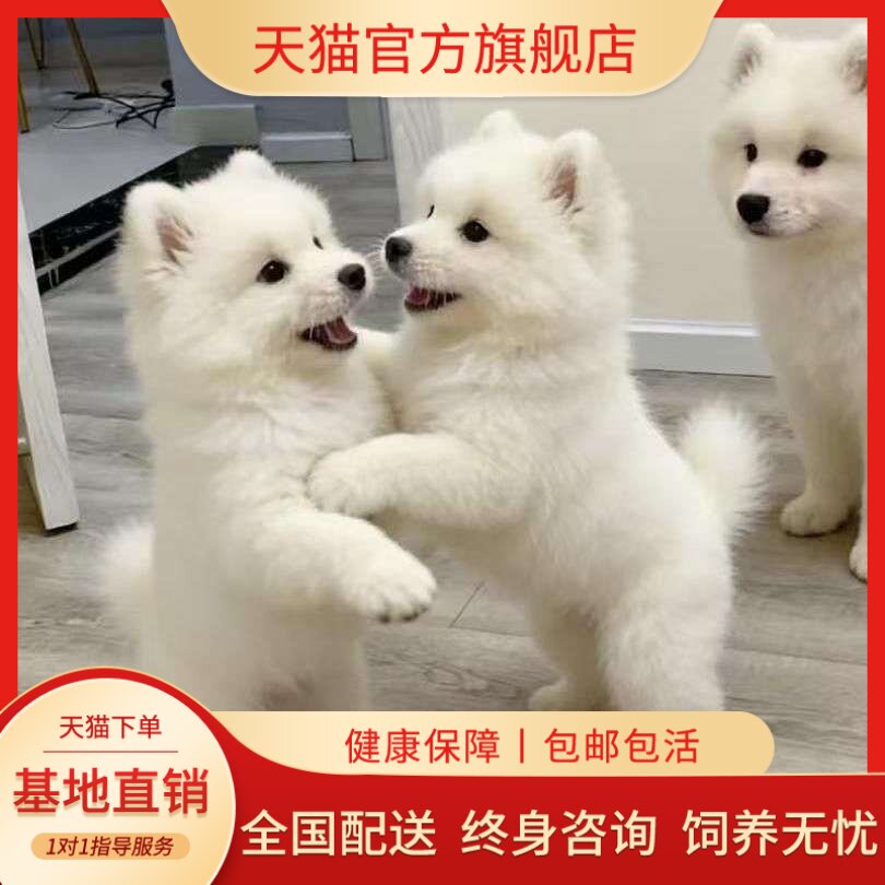 可爱活体圆脸纯白便宜粘人狗狗