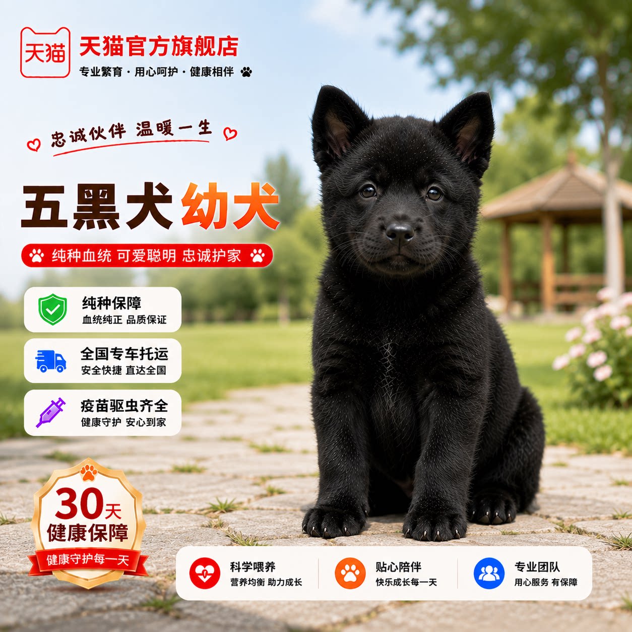 纯种五黑犬幼犬可爱温顺大骨架唐狗护主大型犬纯黑狩猎犬猫耳幼宠
