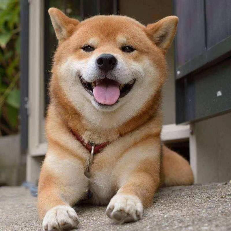 中型犬黄色狗狗活物小狗赤色看家