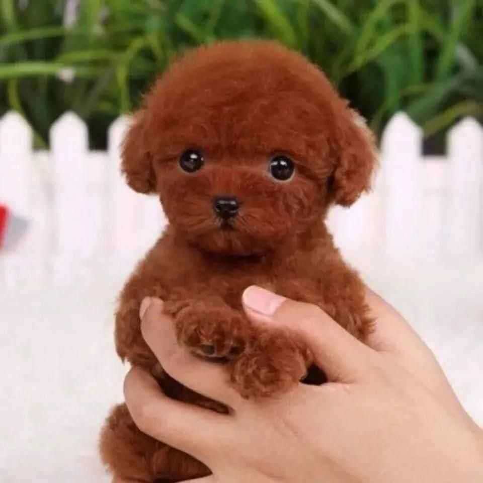 泰迪纯种幼犬黑便宜小体型可爱活物陪伴聪明长不大宠物小型犬狗狗