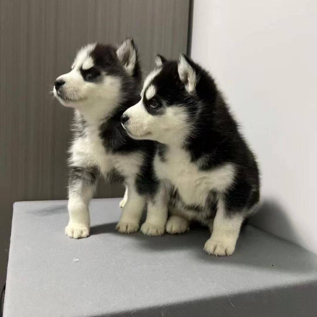 哈士奇纯种幼犬宠物幼崽大骨架真狗黑色好养三火活泼二哈雪橇犬狗