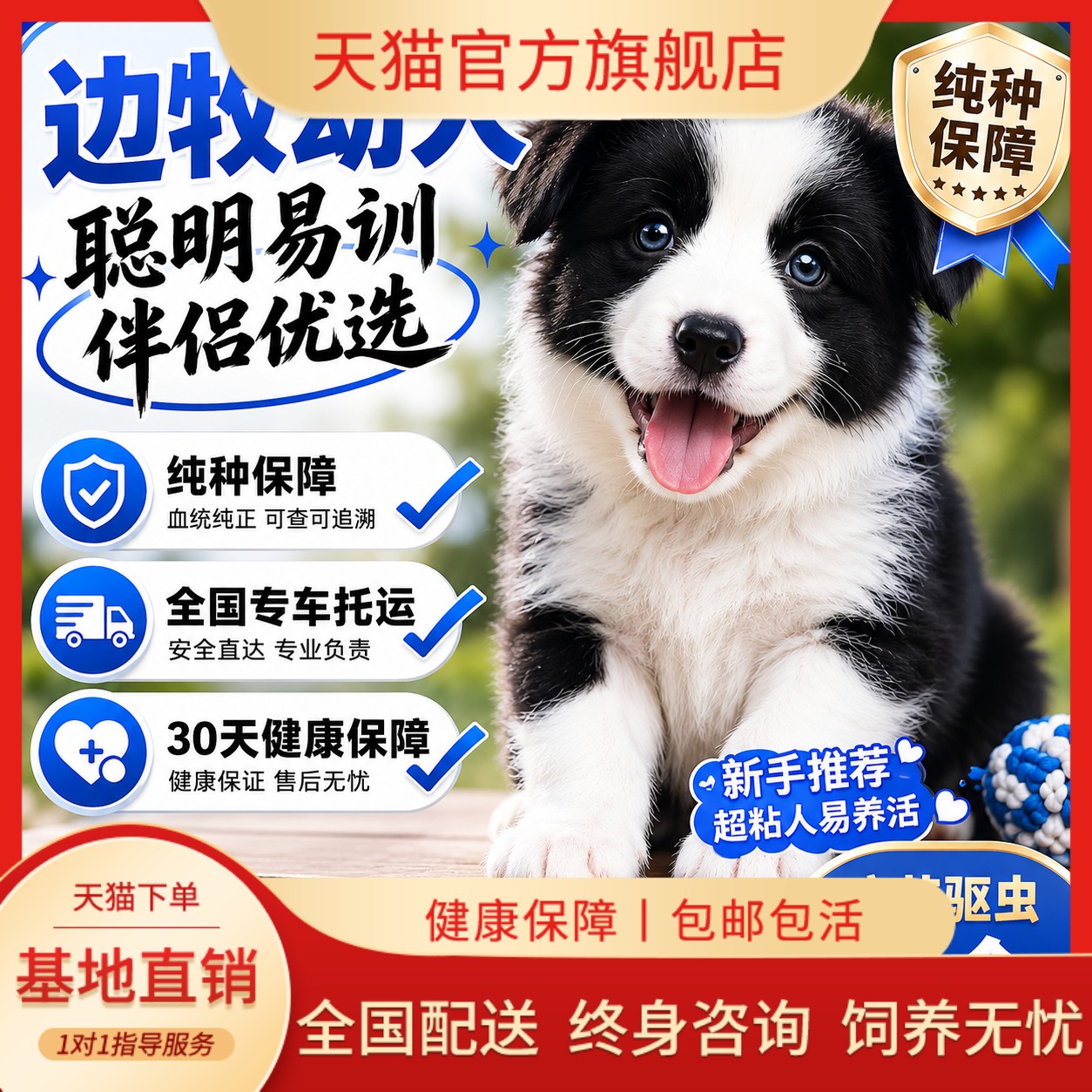 边牧纯种幼犬温顺家养活体狗可爱型大骨架健康便宜好养高智商幼宠