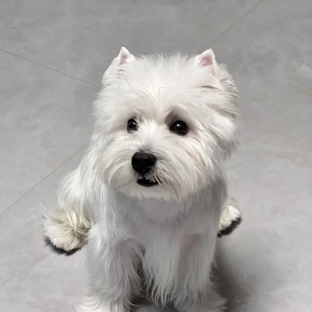 双血统西高地犬小型犬纯白宠物狗