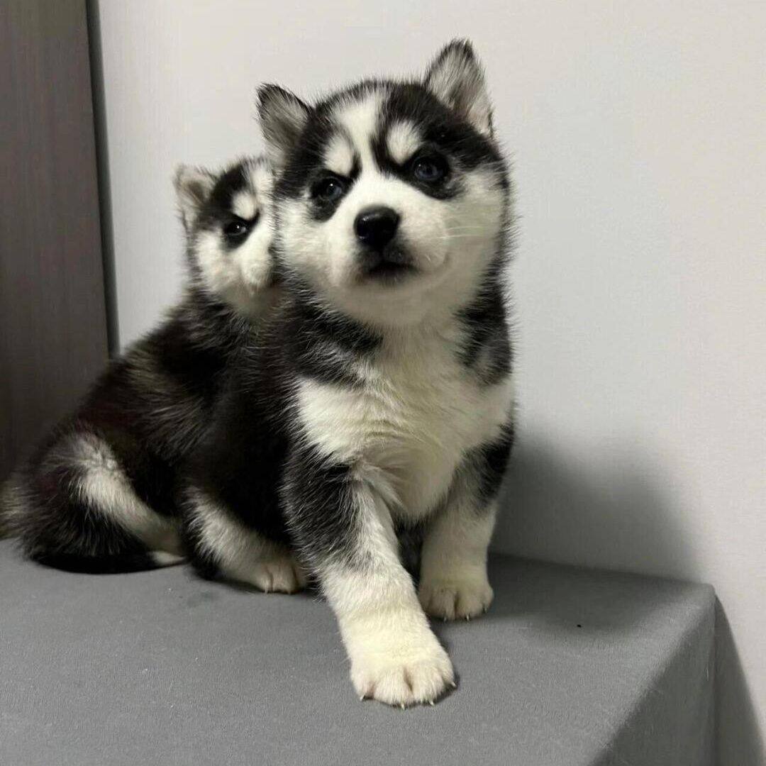 哈士奇纯种幼犬宠物黑色活泼聪明狗活体雪橇犬大骨架可爱家养狗狗