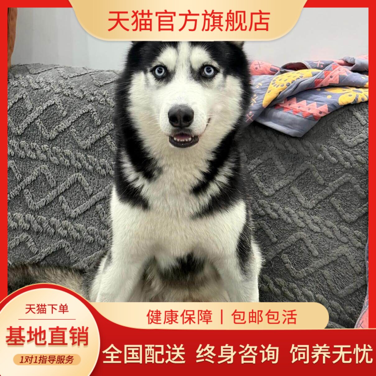 出售纯种哈士奇幼犬活体雪橇犬三把火哈士奇活体二哈宠物狗狗活体