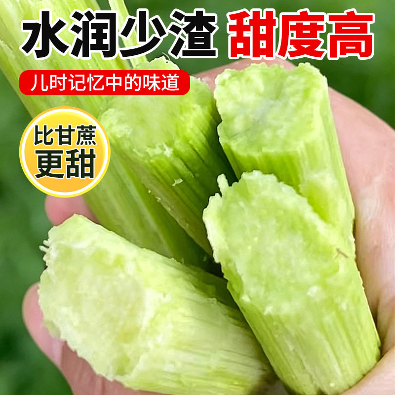 现货甜杆农家现砍新鲜甜芦粟甜高粱杆小甘蔗芦稷水果脆甜产地包邮