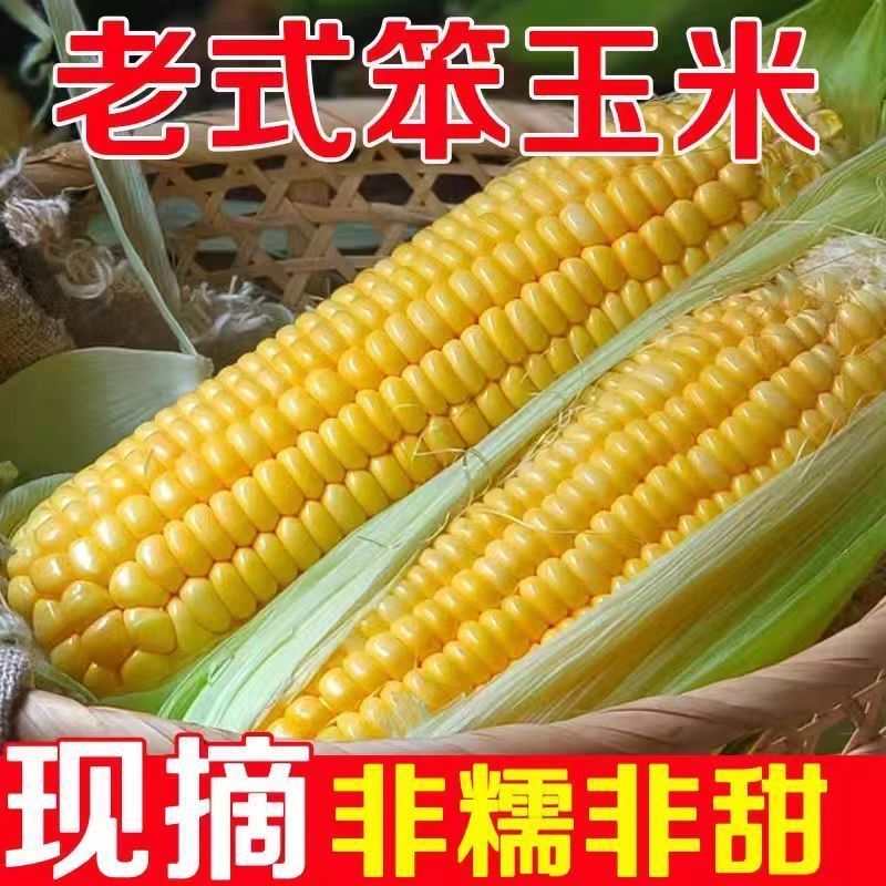 26年老式笨玉米新鲜苞米棒子普通黄玉米农家传统老苞谷玉米穗包邮