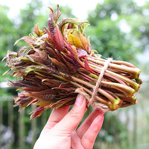 现货新鲜香椿芽头茬野生红油香椿头儿农家天然香椿叶嫩芽3斤包邮