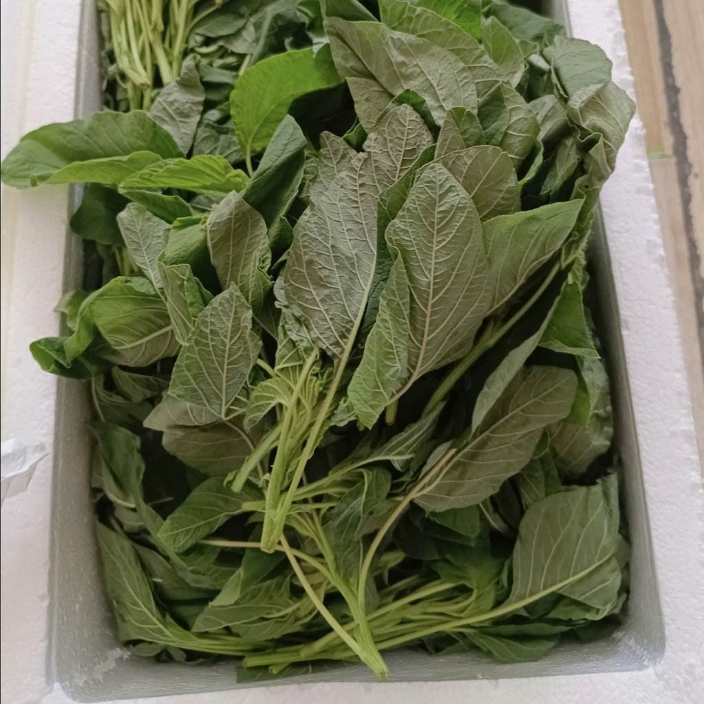 现货野生苋菜农家新鲜绿苋菜天然野菜山里蔬菜商用绰水凉拌菜包邮