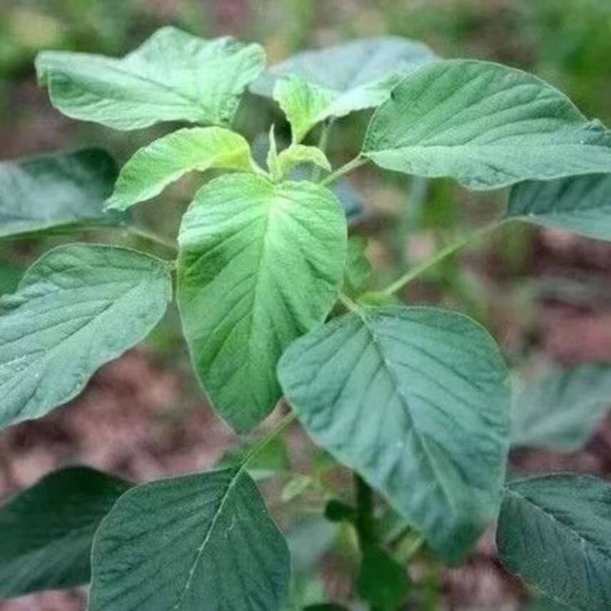 26年新鲜野苋菜农家线线菜凉拌青苋菜商用野生人汉菜银子菜包邮