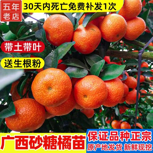 果树苗嫁接苗广西发货