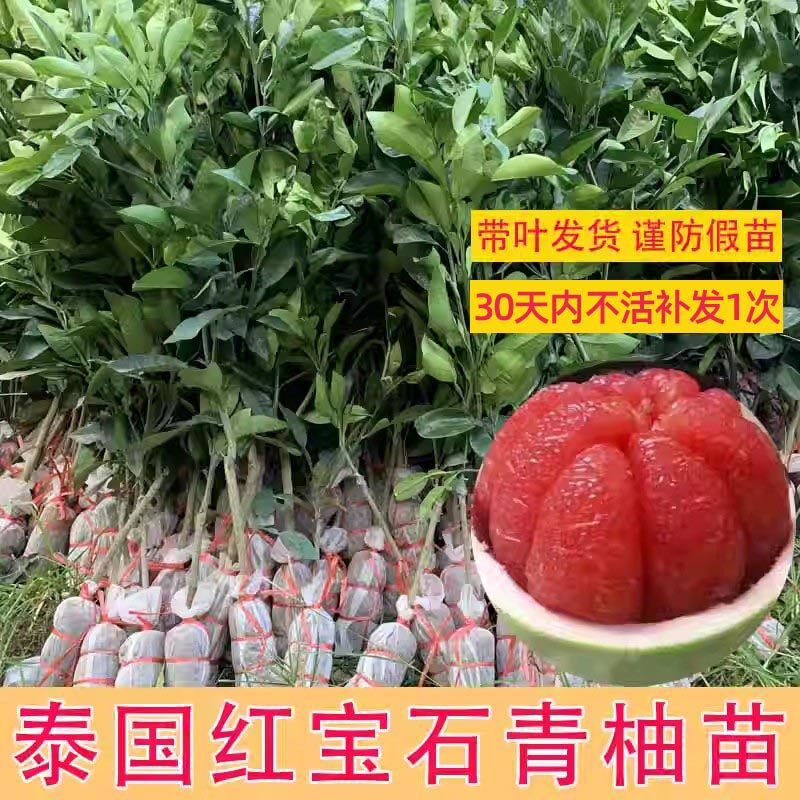 泰国红宝石青柚苗嫁接广西沙田柚子树苗红心红肉蜜柚苗暹罗红柚苗