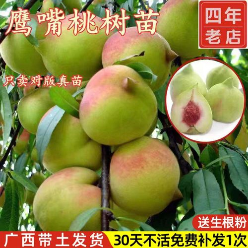 广东连平鹰嘴桃树苗带土带叶