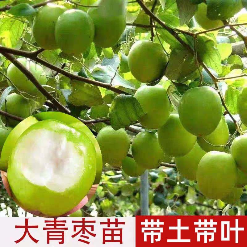 大青枣苗台湾大青枣苗树苗牛奶枣蜜丝枣嫁接苗甜脆枣子苗带泥发货