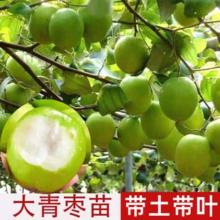 大青枣苗台湾大青枣苗树苗牛奶枣蜜丝枣嫁接苗甜脆枣子苗带泥发货