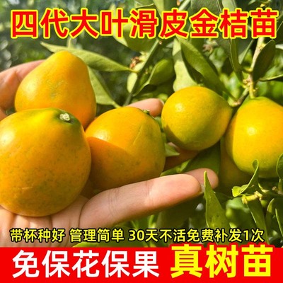 金桔树树苗广西融安第三四代大叶滑皮脆皮金桔树苗四季嫁接水果苗