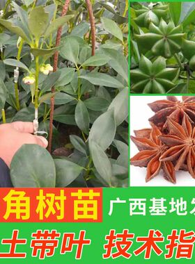 八角树苗好种易活带土广西发货