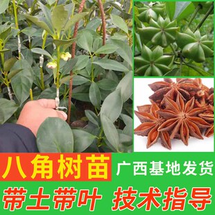 八角树树苗广西正宗嫁接大红罗马东荣八角嫁接苗大茴香树矮化带土