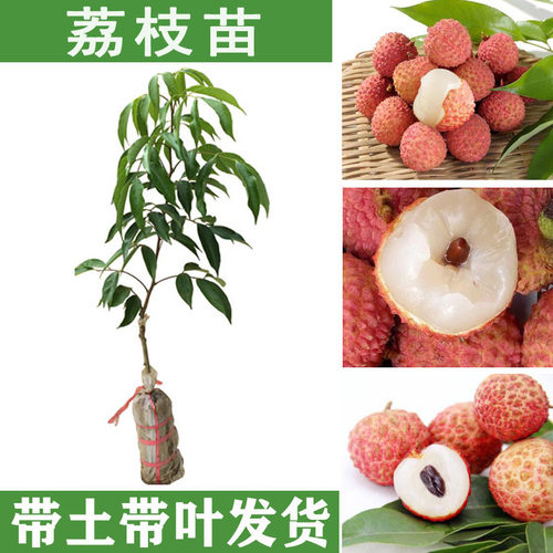 荔枝树苗嫁接妃子笑桂味糯米糍